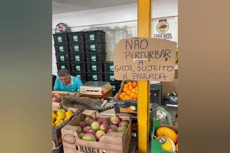 O hortifrúti que virou fenômeno: o que os negócios de bairro sabem sobre storytelling que as agências não aprenderam